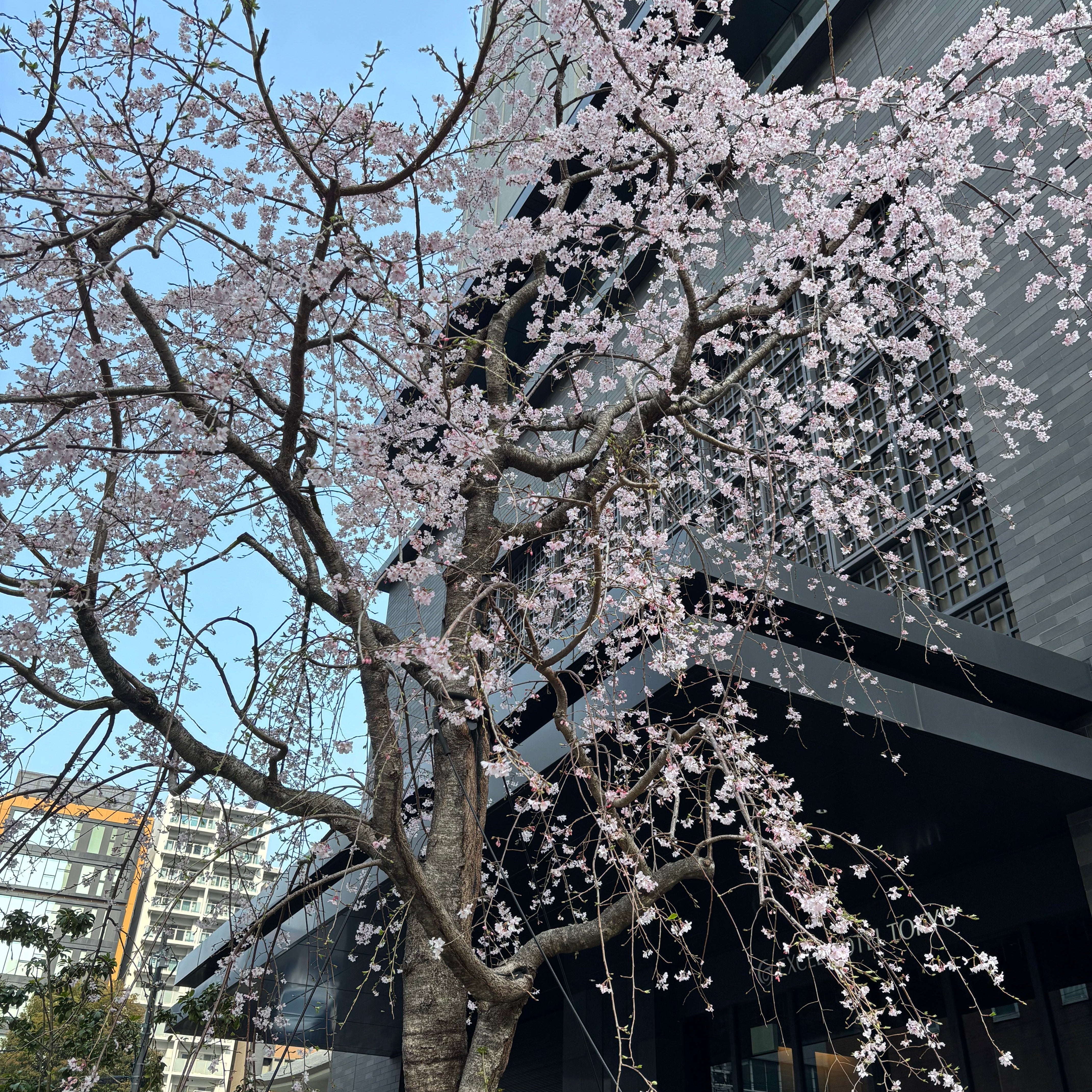 桜が咲いたね