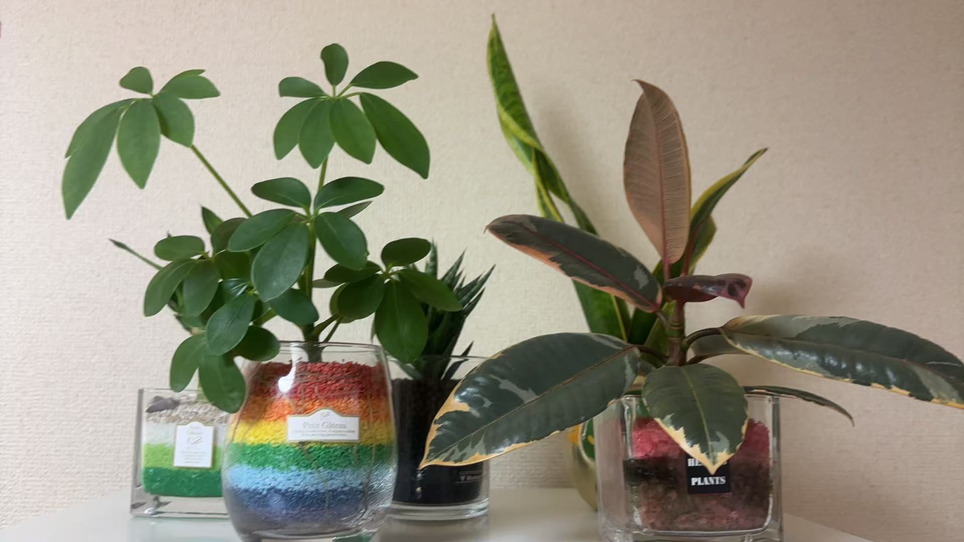 はじめての、緑のともだち