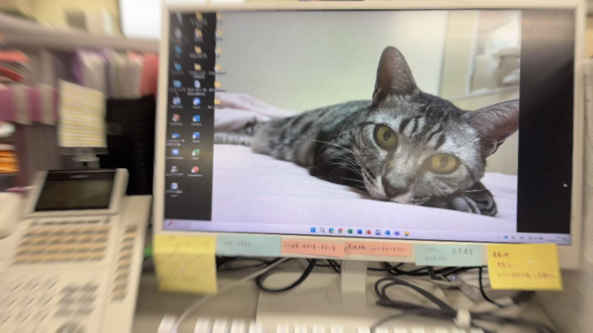 🌿 今日のデスクと、ひょっこり黒猫。