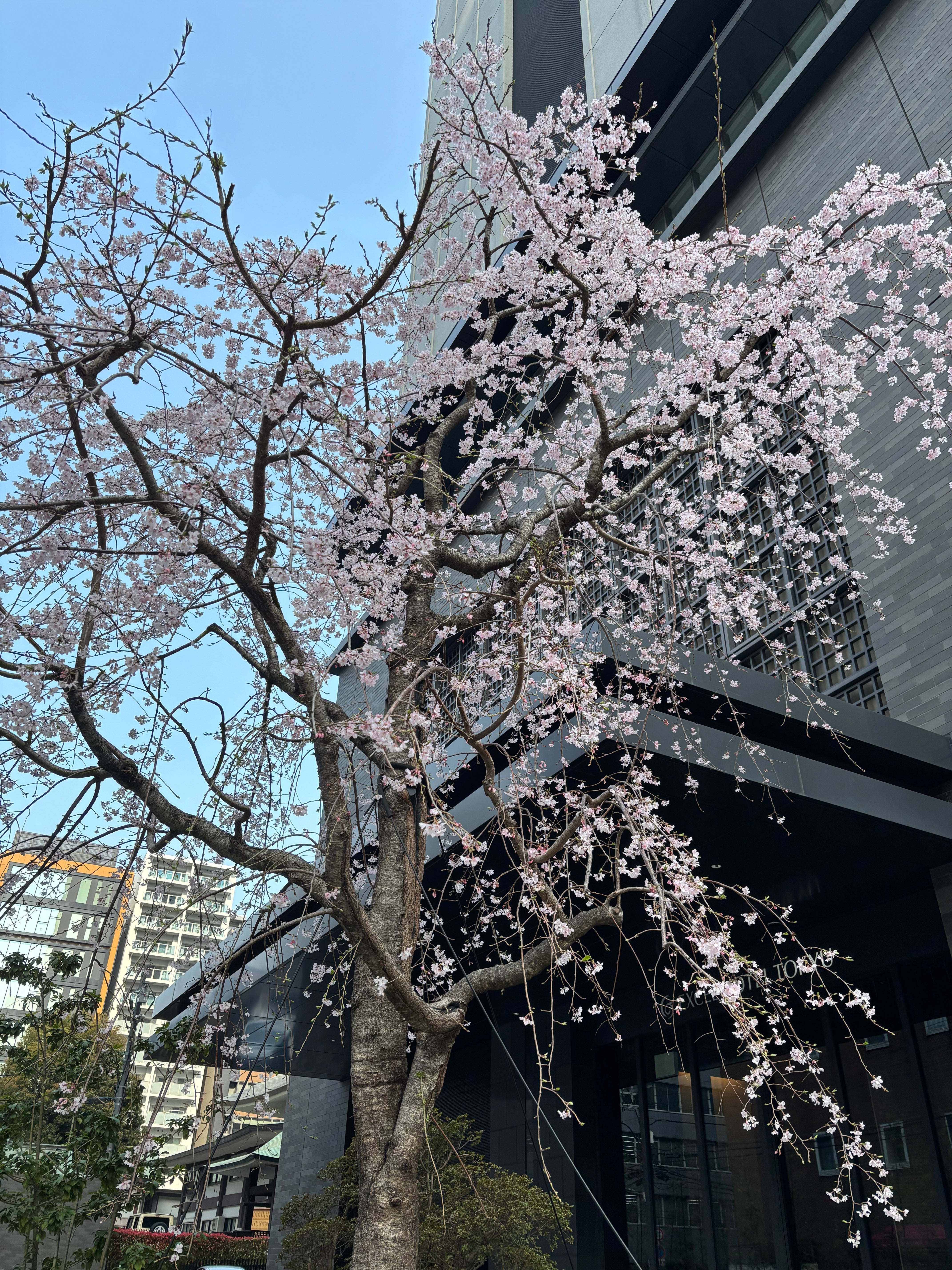 桜が咲いたね